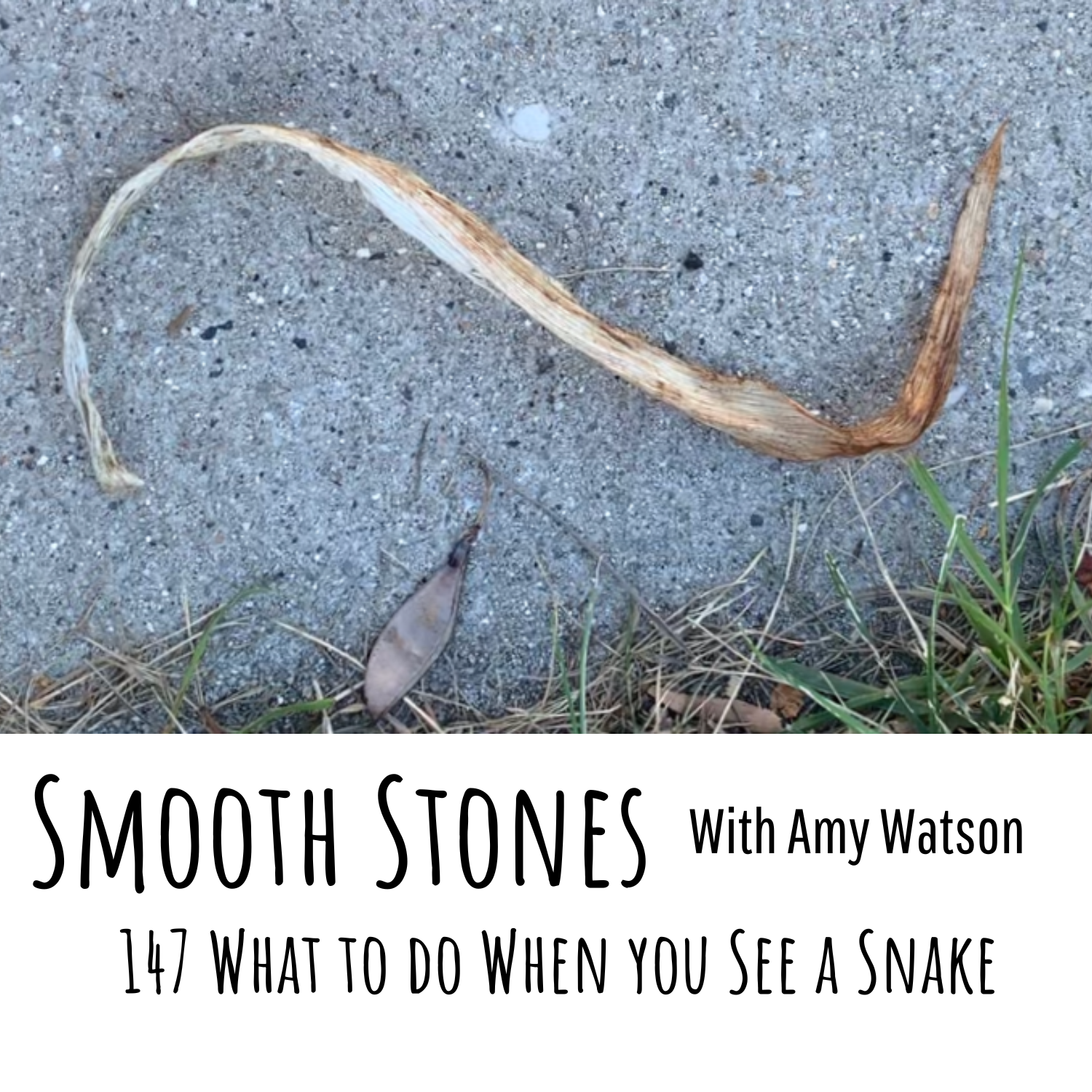 You are currently viewing Episode 147 – What to do When you See a Snake